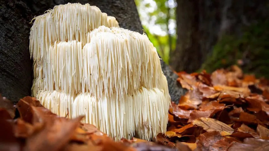 Lion's Mane ¿Qué es y para qué sirve?